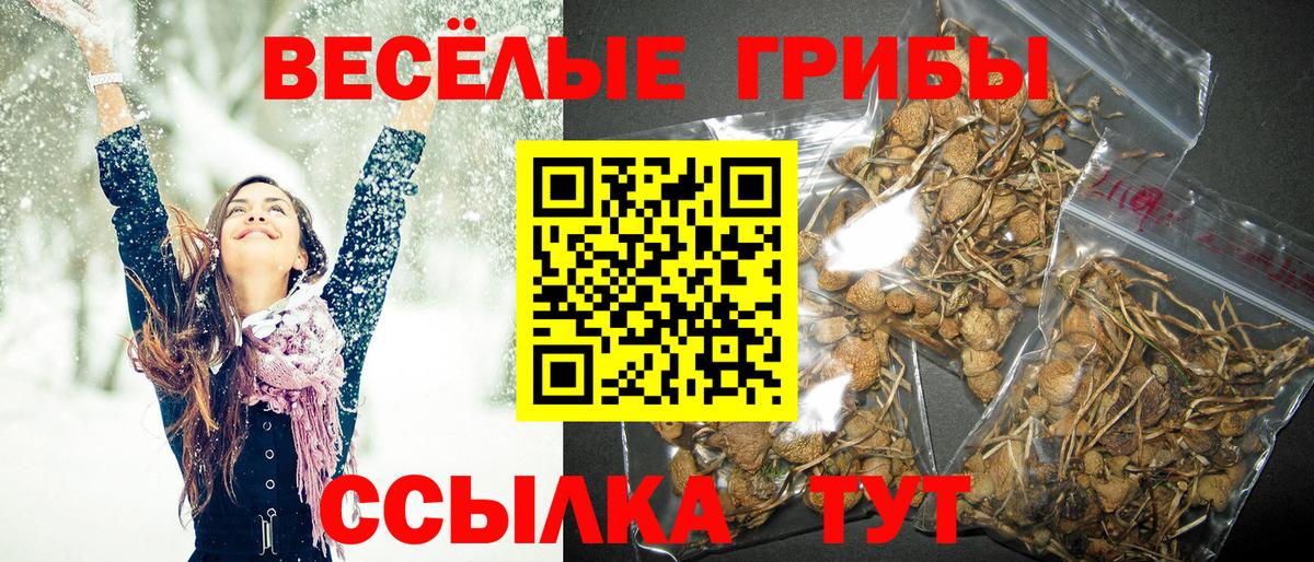 Псилоцибиновые грибы Cubensis Гуково